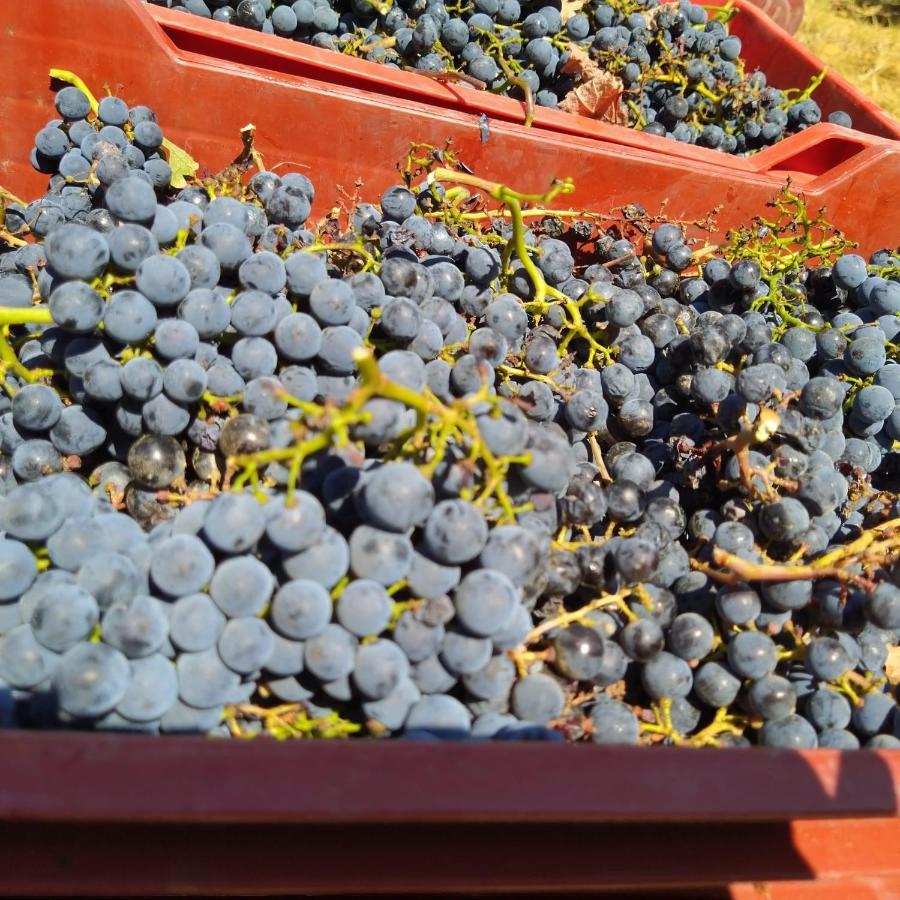 La Giribaldina Winery & Farmhouse Calamandrana Εξωτερικό φωτογραφία